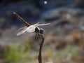 A close-up view of an Anisoptera, a close-up of a dragonfly insect Royalty Free Stock Photo